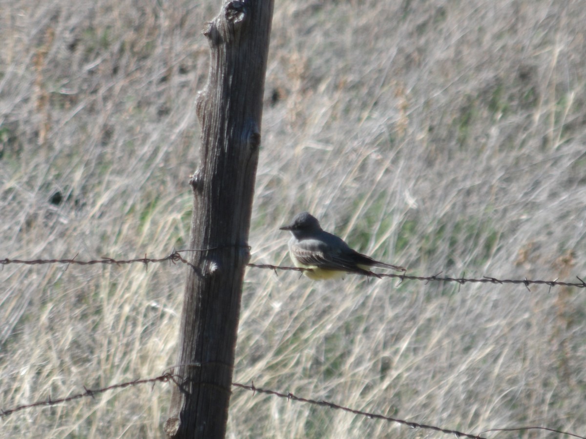 Cassin's Kingbird - Nicolette Emms