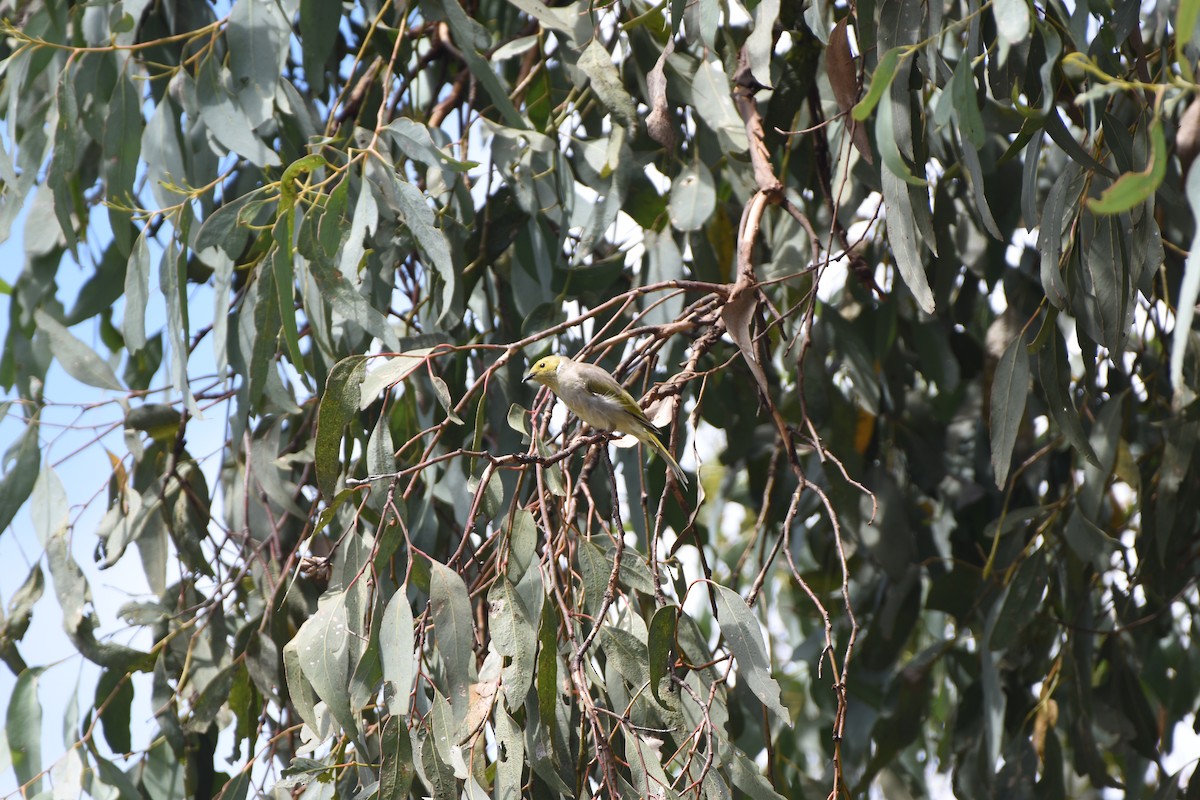 White-plumed Honeyeater - Hitomi Ward