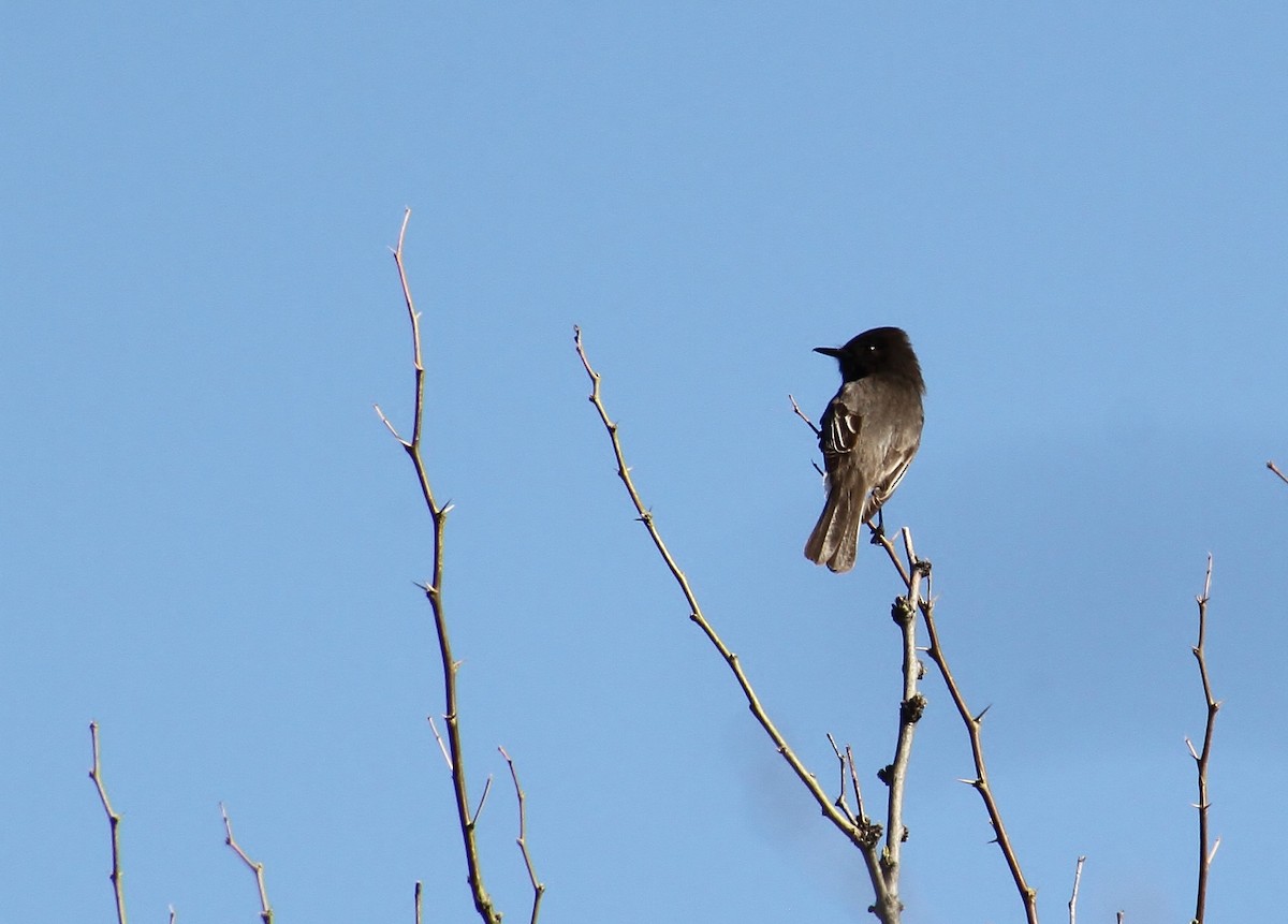 Black Phoebe - Jared Peck