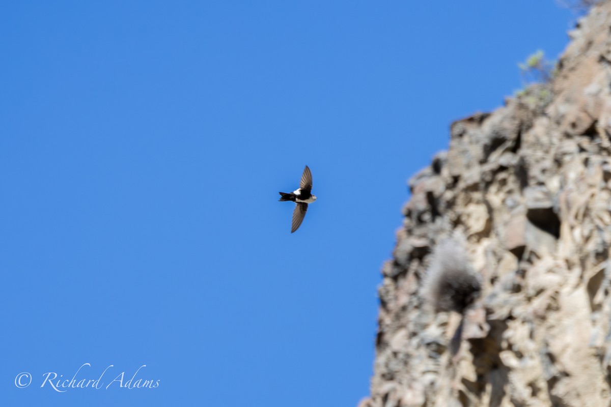 White-throated Swift - ML618194852