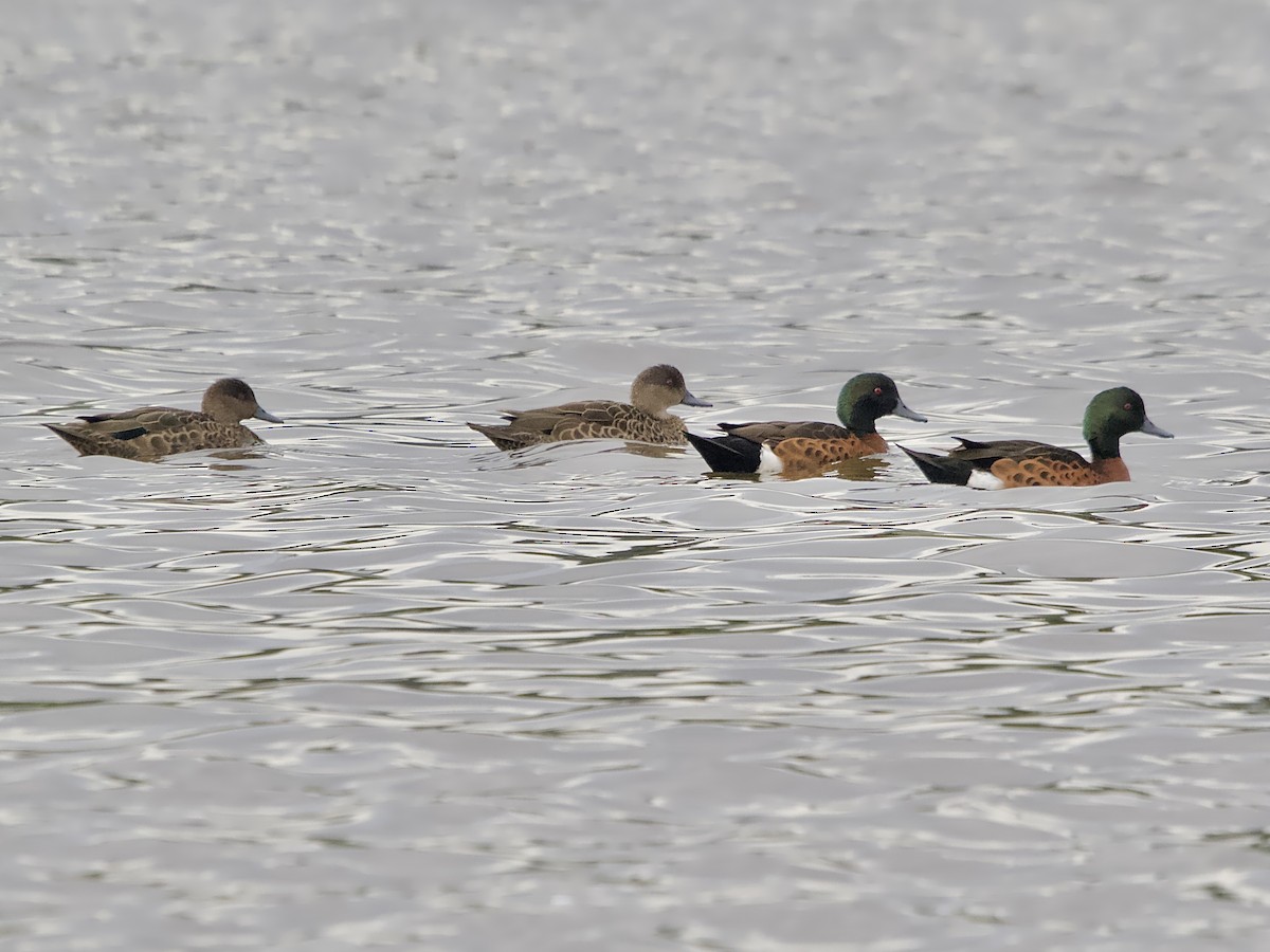 Chestnut Teal - Allan Johns