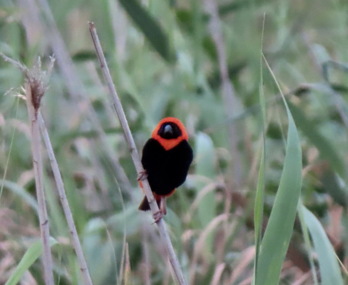 Southern Red Bishop - ML618194914