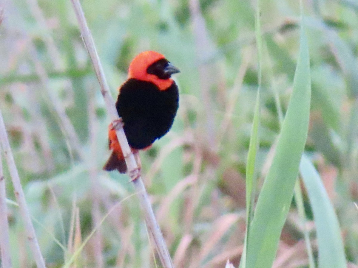 Southern Red Bishop - Patricia Ayres