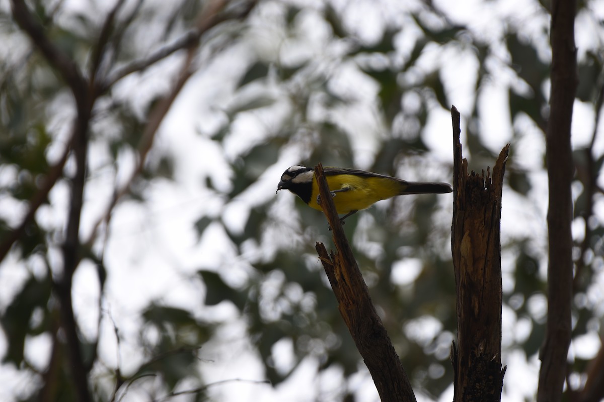 Eastern Shrike-tit - ML618194928