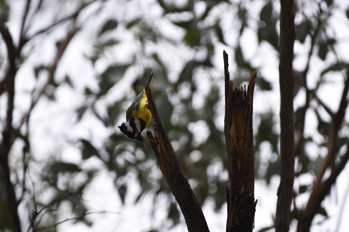 Eastern Shrike-tit - Hitomi Ward