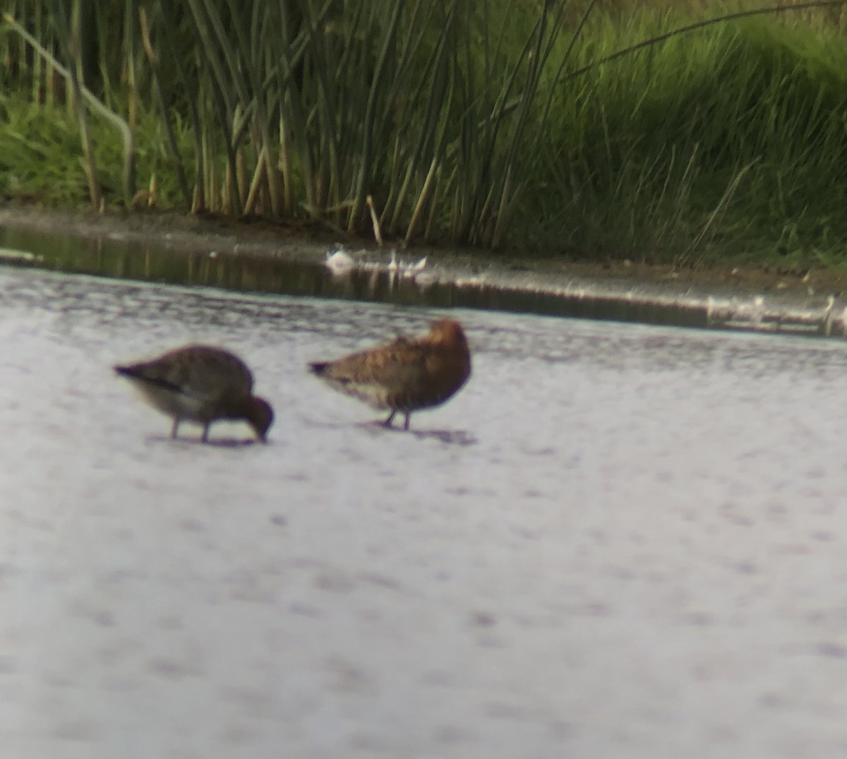 Black-tailed Godwit - ML618194944