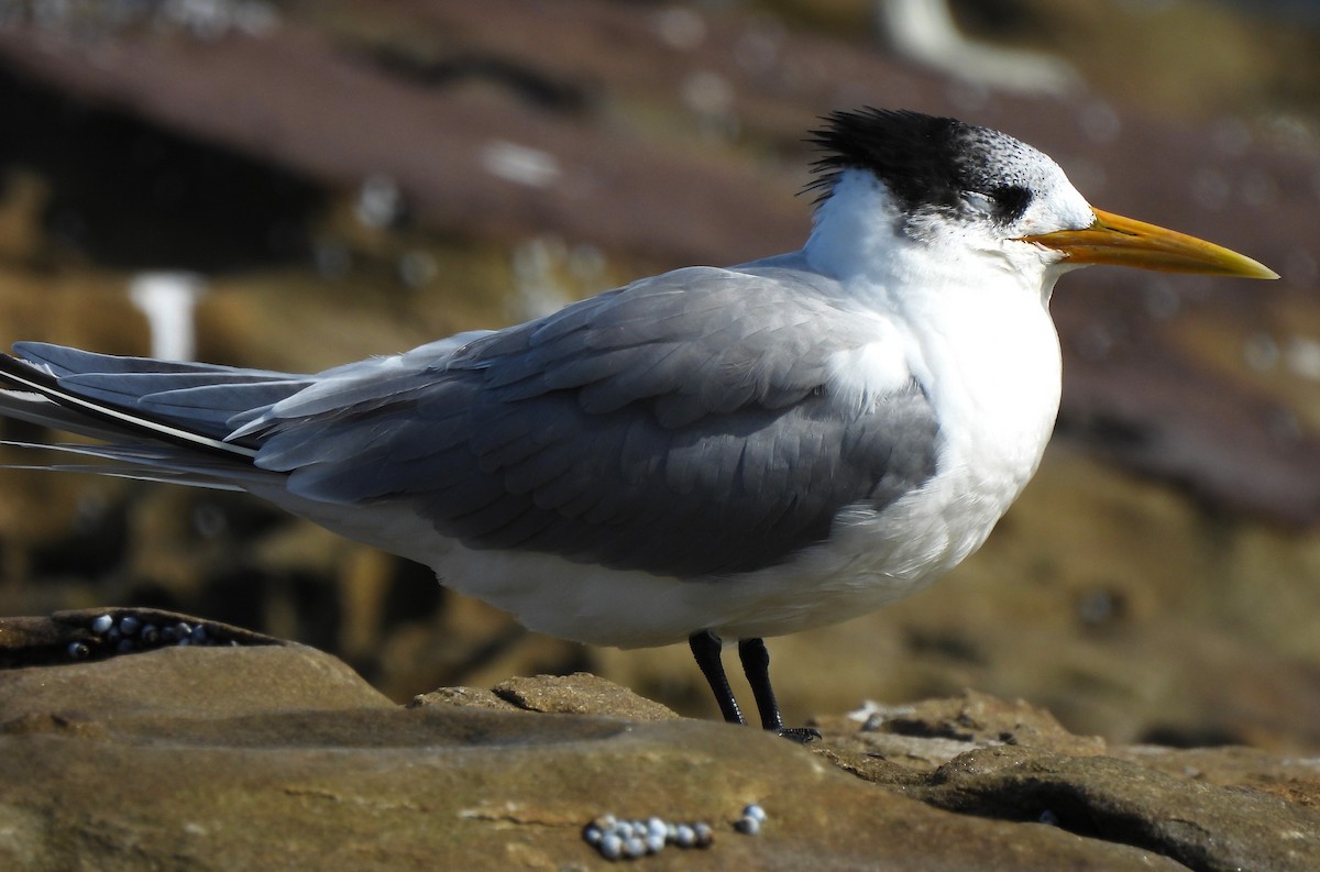 Great Crested Tern - Thalia and Darren Broughton