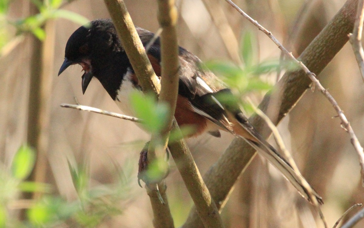 Eastern Towhee - Kari Dietlin