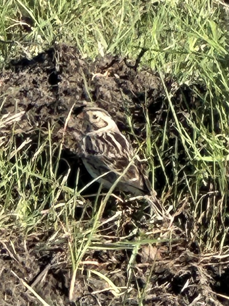 Lapland Longspur - ML618194984