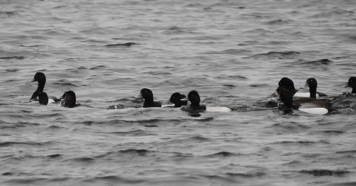 Greater Scaup - Ben Ginter