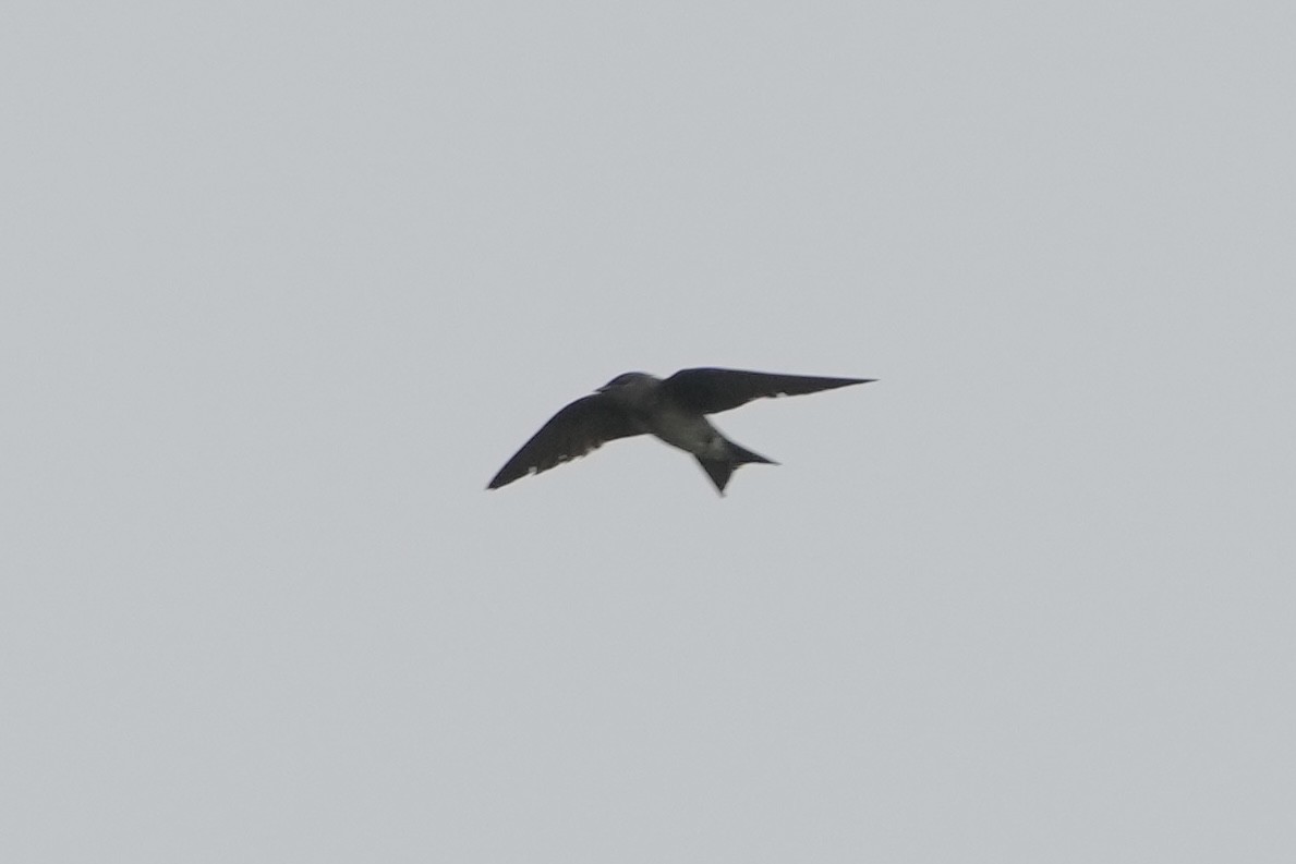 Purple Martin - Tom Cassaro