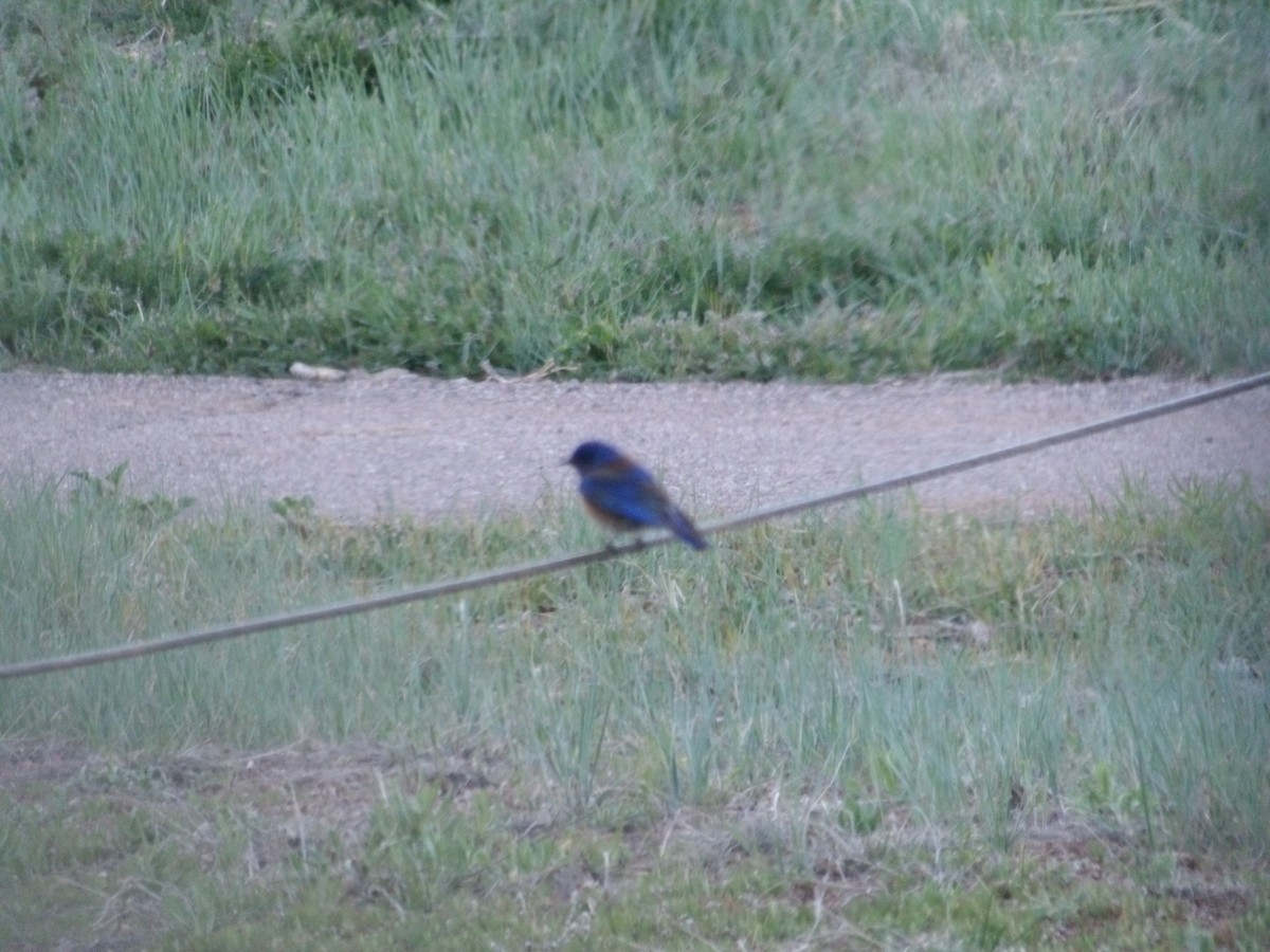 Western Bluebird - Nicolette Emms