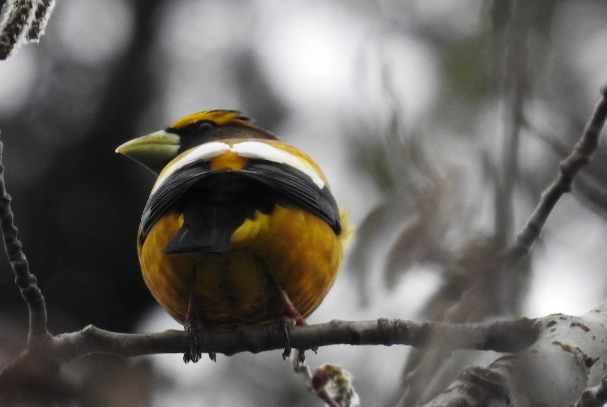 Evening Grosbeak - ML618195042