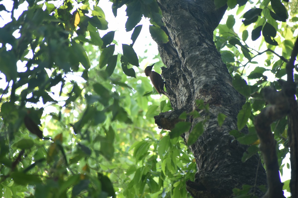 Rufous Woodpecker - ML618195092