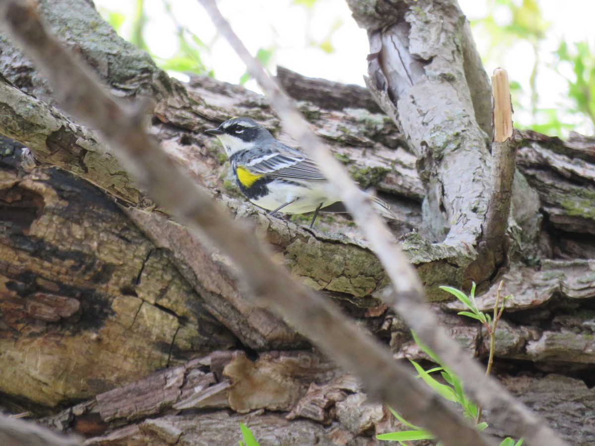 Yellow-rumped Warbler - Bob Ortmeyer