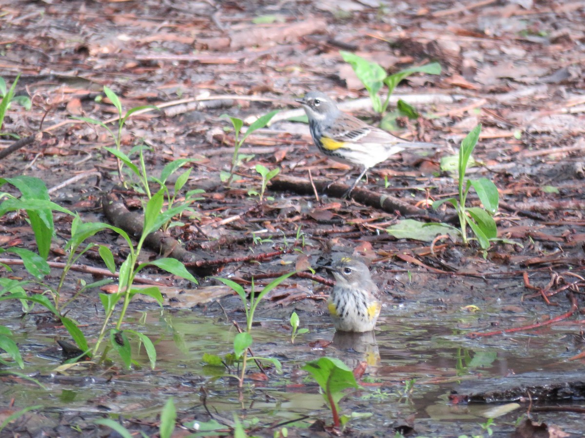 Yellow-rumped Warbler - Bob Ortmeyer