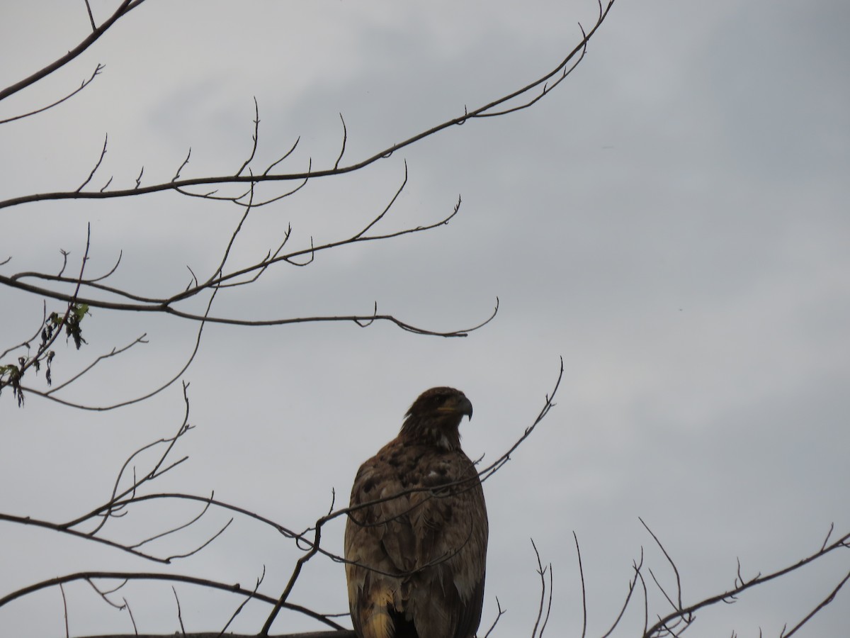 Bald Eagle - Bob Ortmeyer