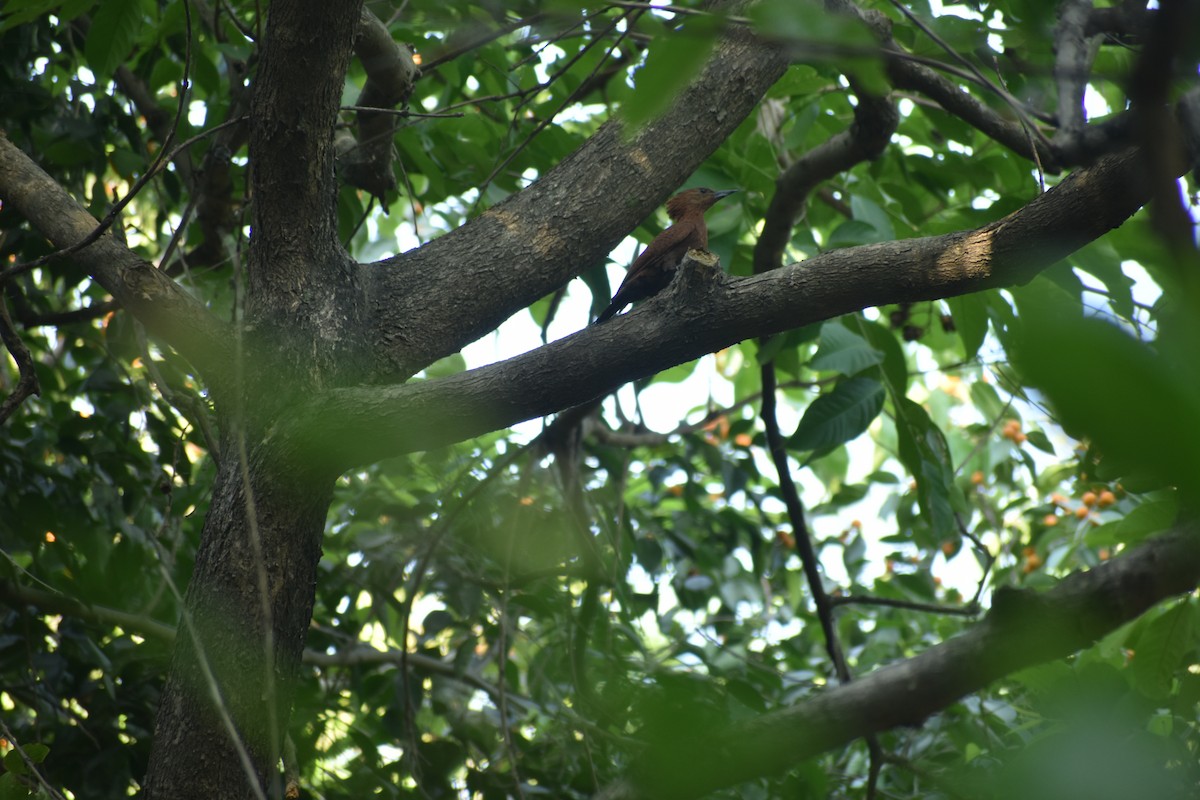 Rufous Woodpecker - ML618195148