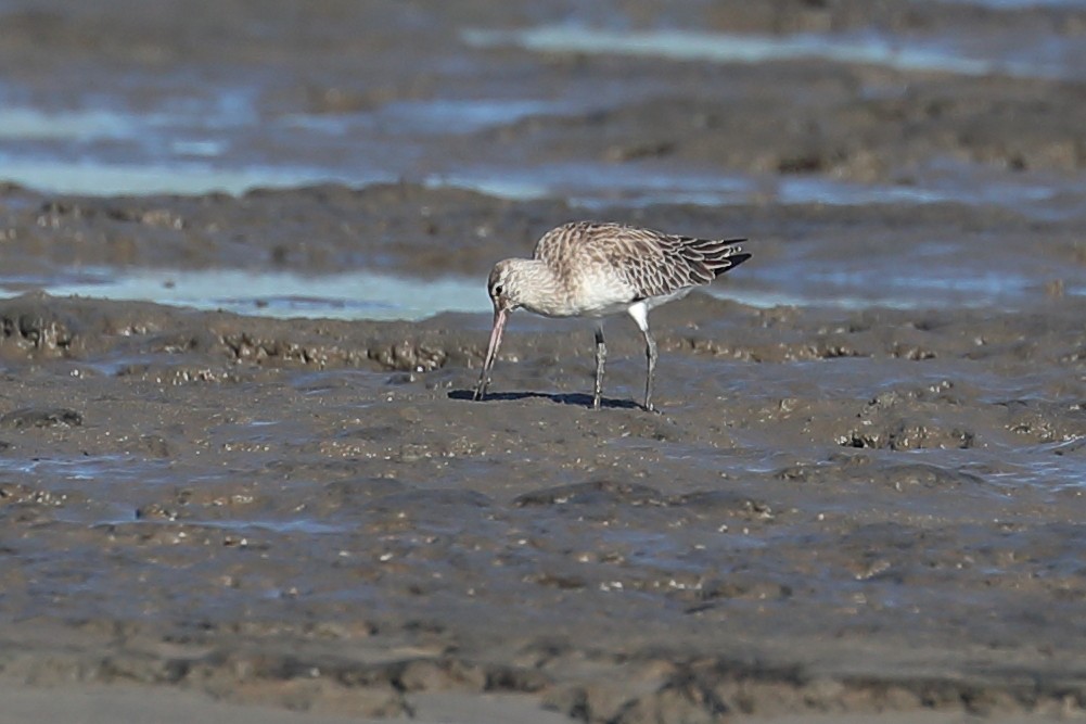 Bar-tailed Godwit - Todd Burrows