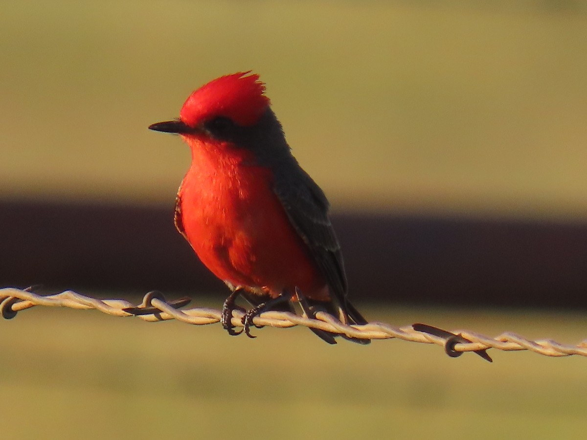 Vermilion Flycatcher - ML618195178