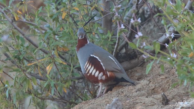 Mountain Quail - ML618195191