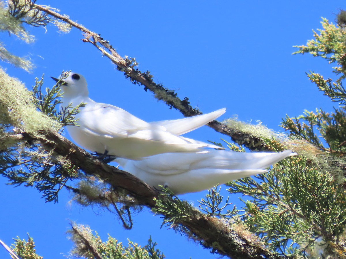 White Tern - Ursula  Mitra