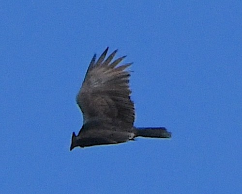 Turkey Vulture - ML618195246