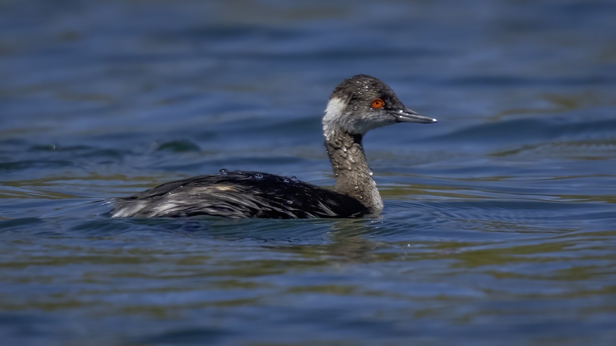 Horned Grebe - Eric Gofreed