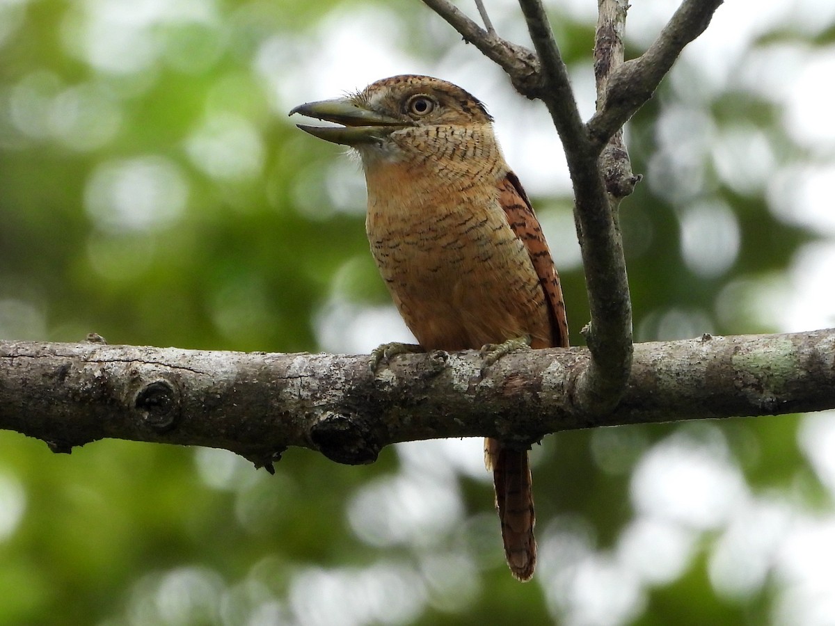 Barred Puffbird - ML618195277