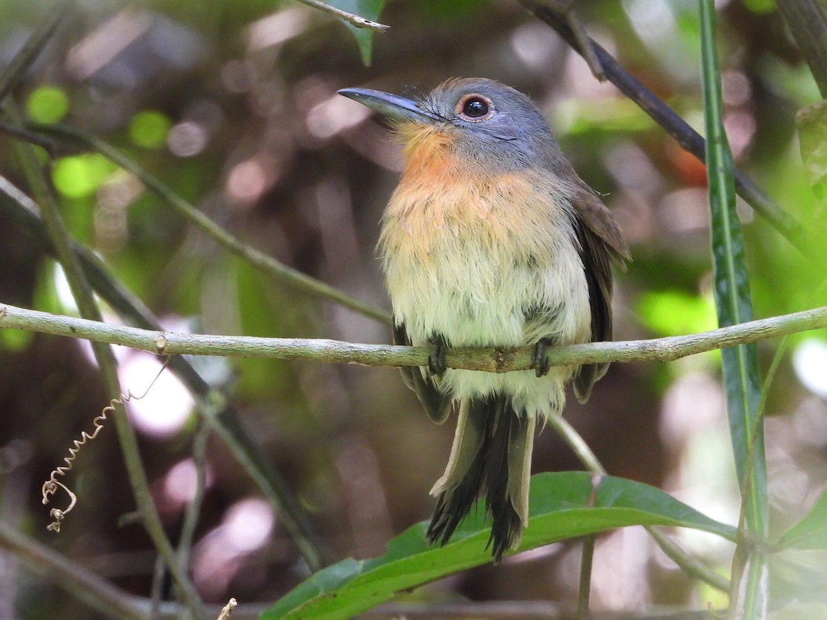 Gray-cheeked Nunlet - Mary Leigh