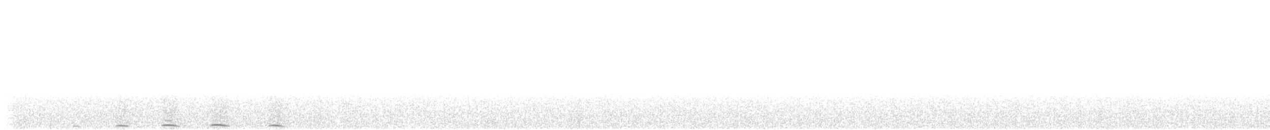Сова плямиста (підвид lucida) - ML618195292