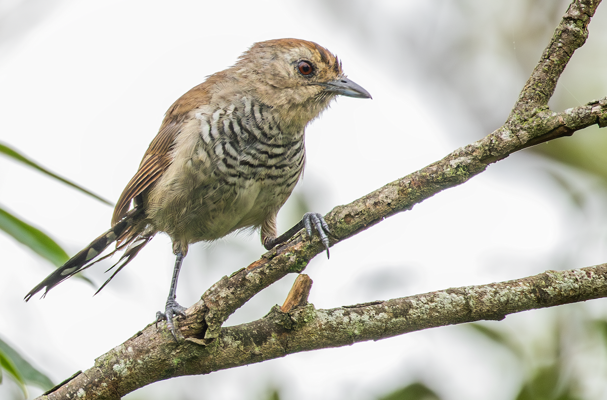 Rufous-capped Antshrike - Ernst Mutchnick