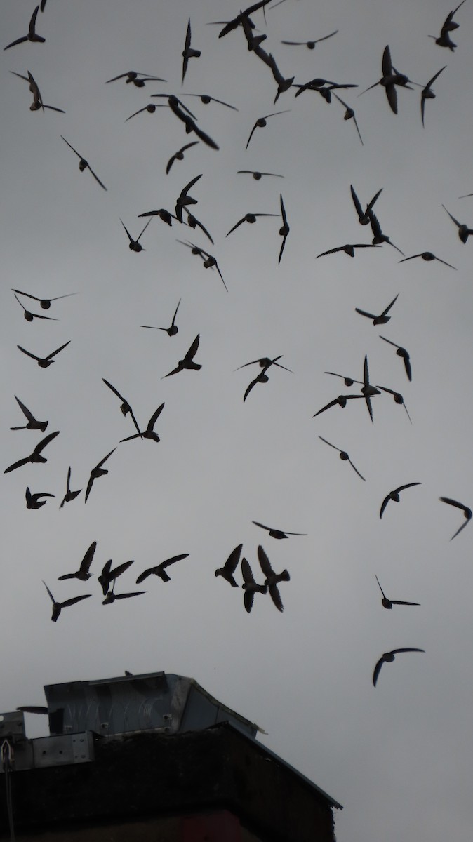 Vaux's Swift - ML618195344