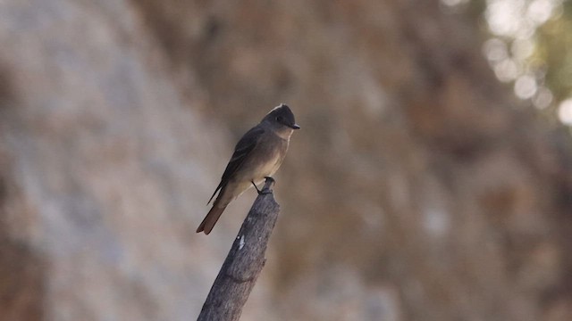 Western Wood-Pewee - ML618195351