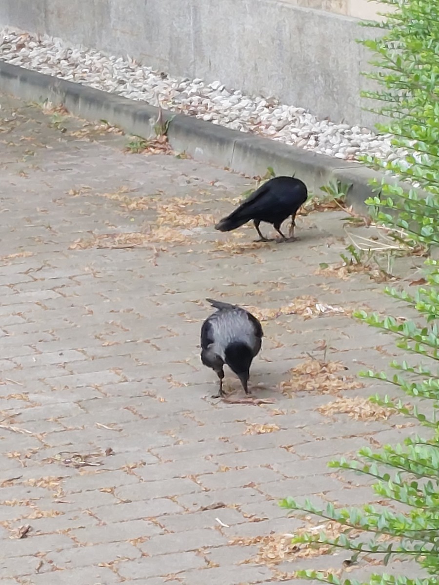 Carrion x Hooded Crow (hybrid) - Anja Kahl