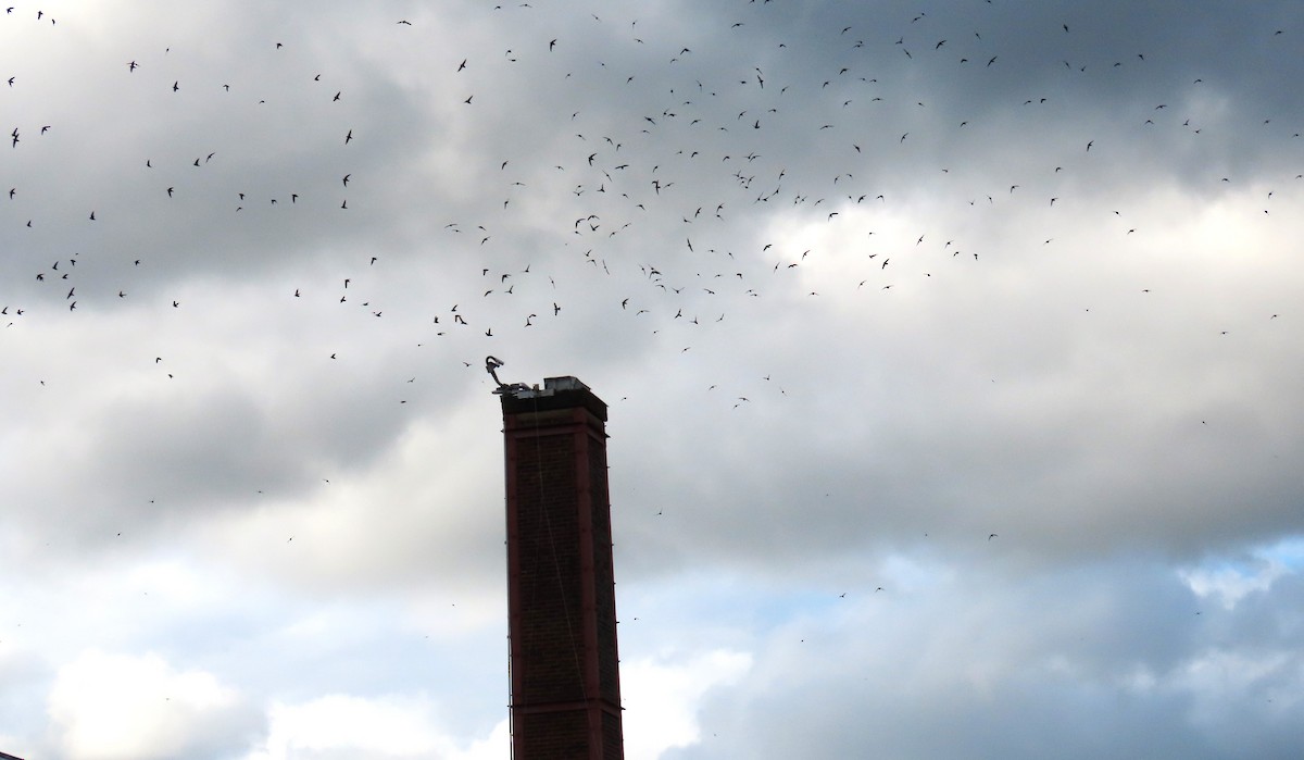 Vaux's Swift - ML618195388