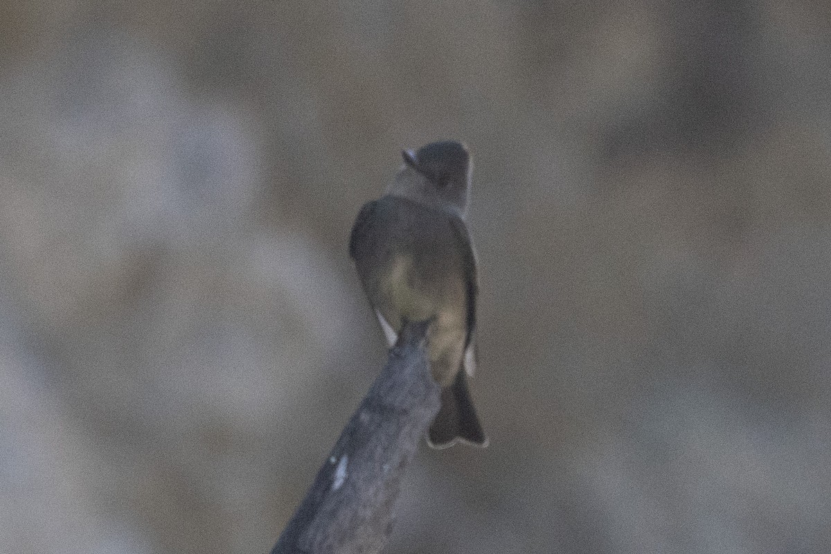 Western Wood-Pewee - ML618195396