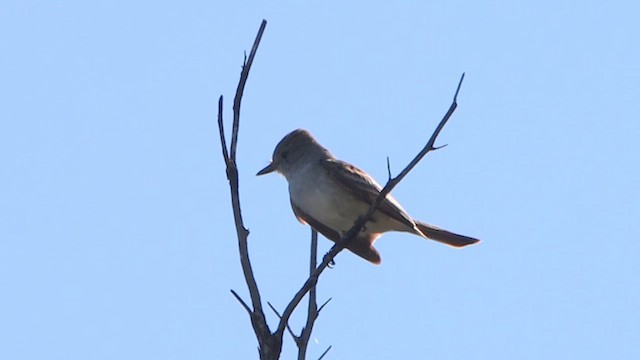 Ash-throated Flycatcher - ML618195416