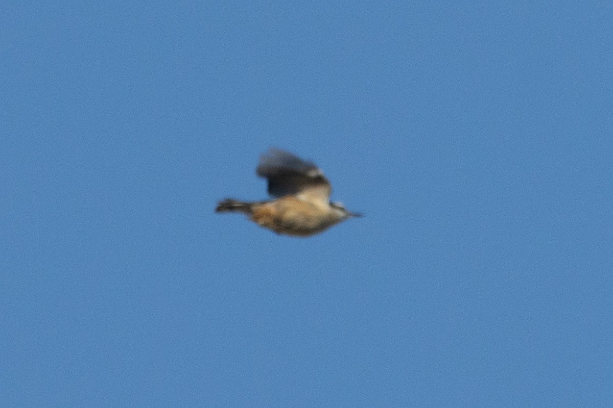 Red-breasted Nuthatch - Russell Campbell