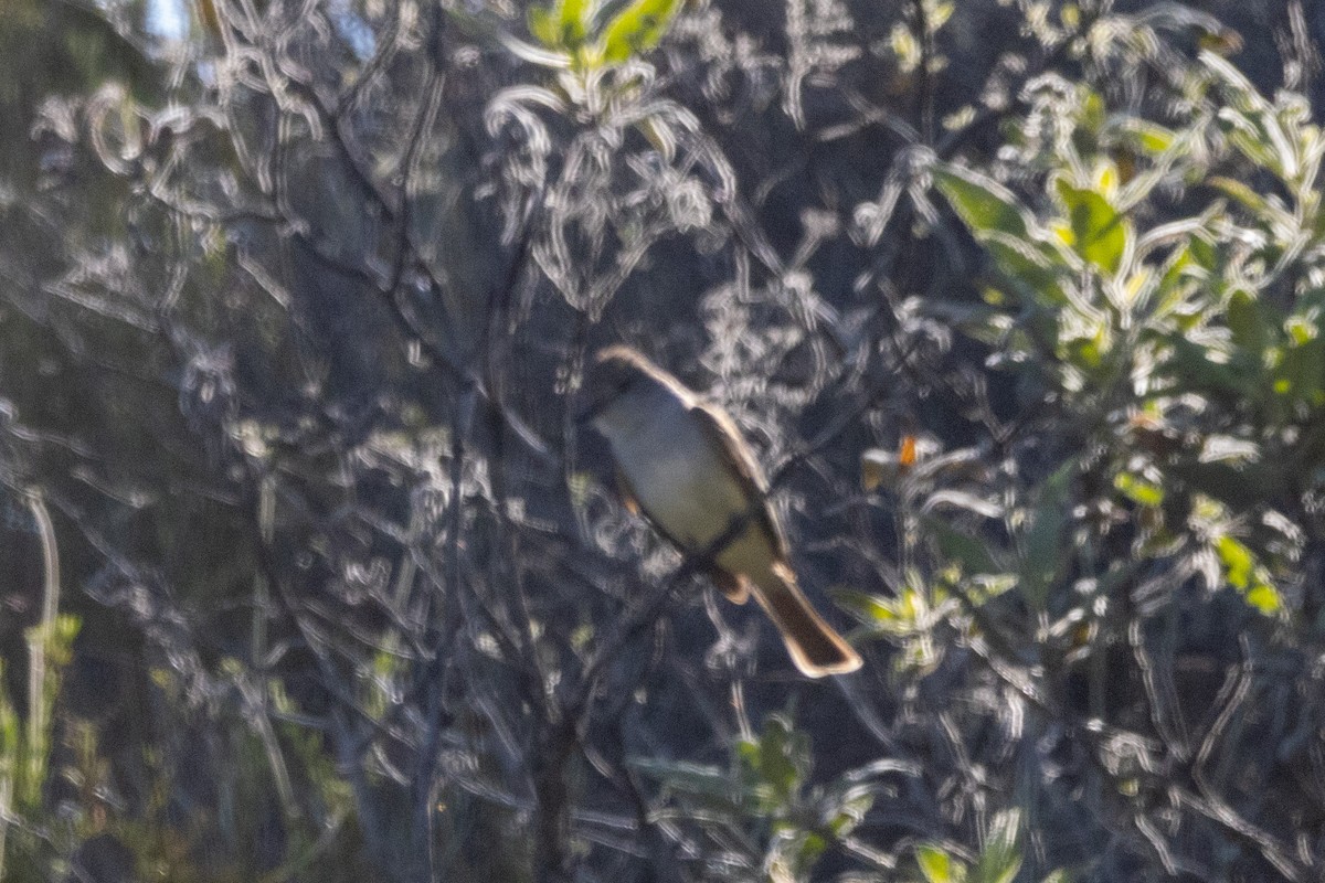 Ash-throated Flycatcher - ML618195450