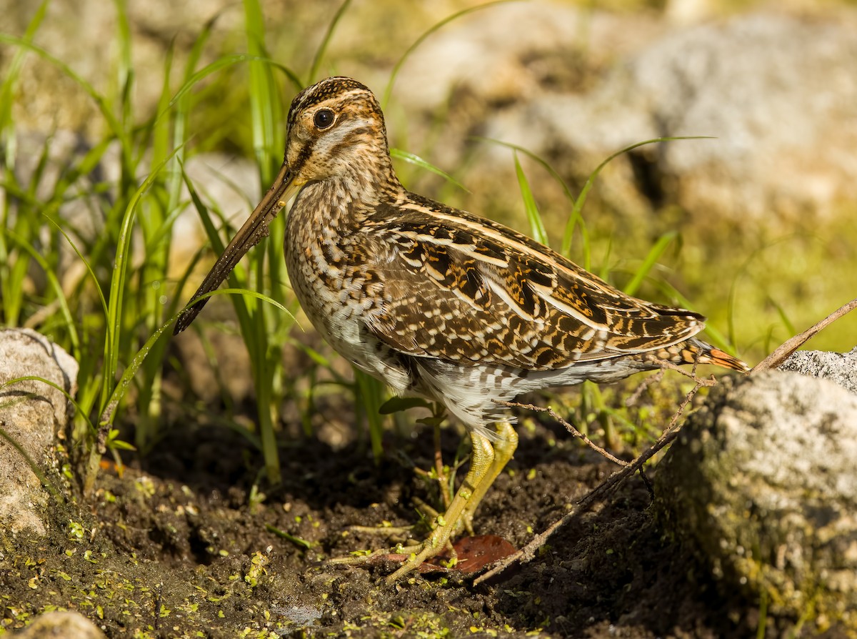 Wilson's Snipe - Carlos Roberto Chavarria