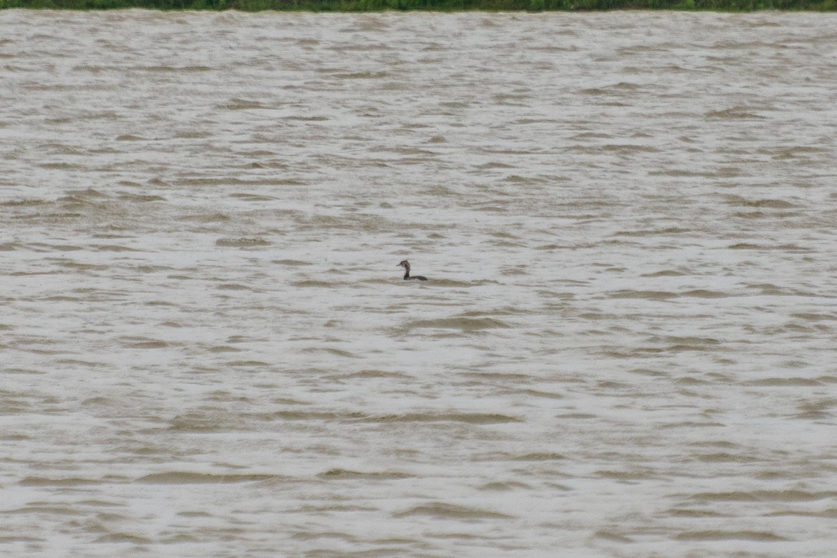 Horned/Eared Grebe - Dawn S