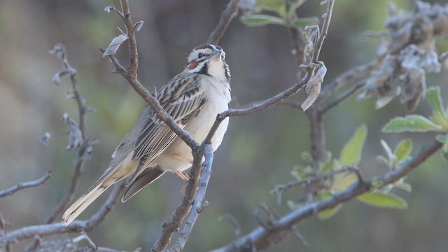 Lark Sparrow - ML618195476