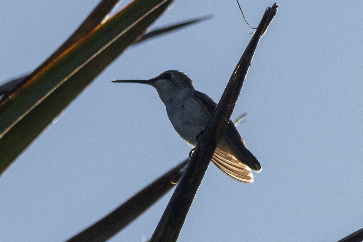 Costa's Hummingbird - Russell Campbell