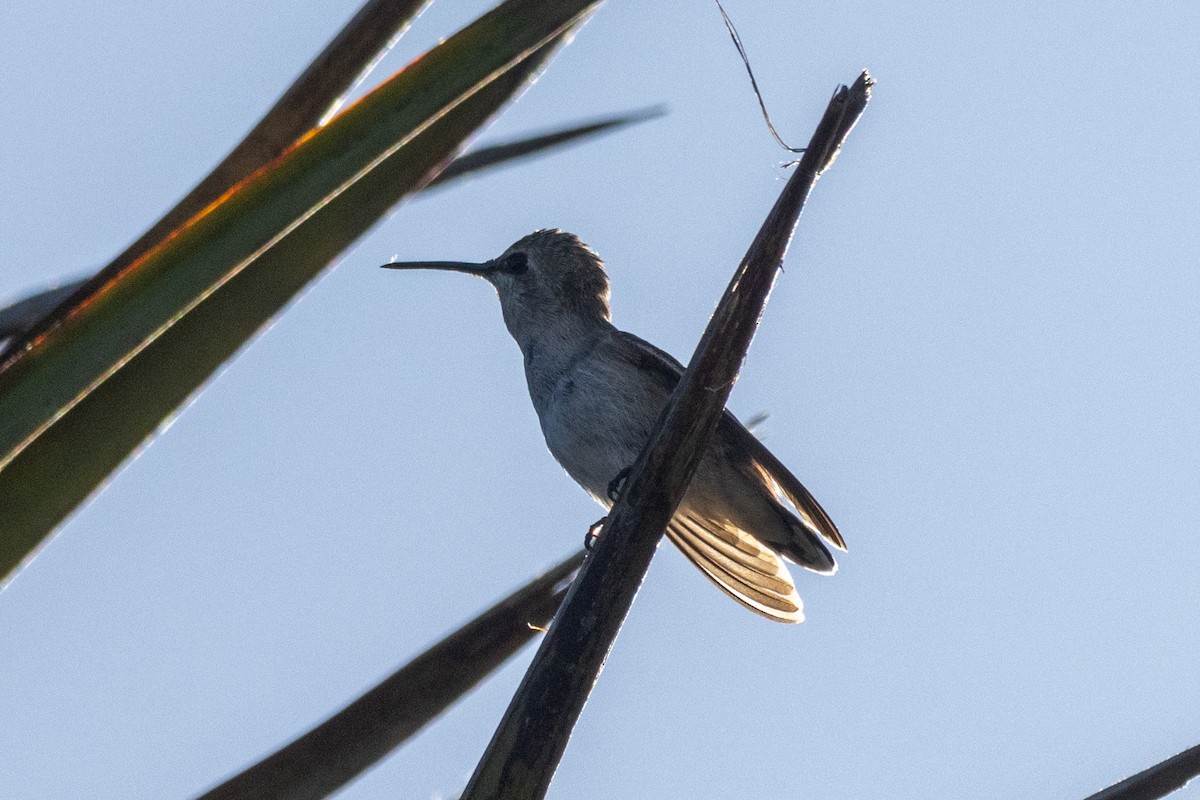 Costa's Hummingbird - Russell Campbell