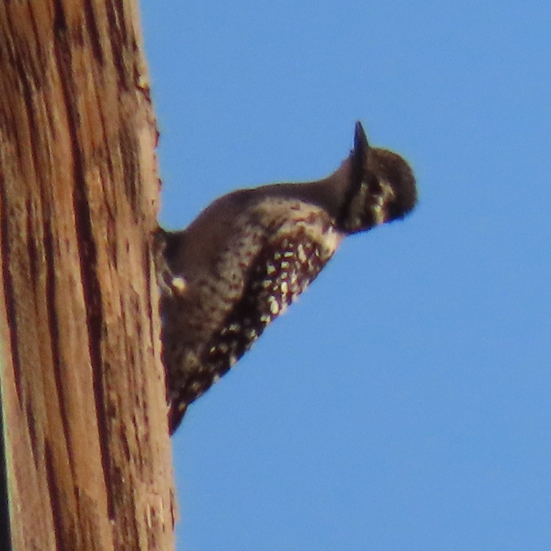 Ladder-backed Woodpecker - ML618195485