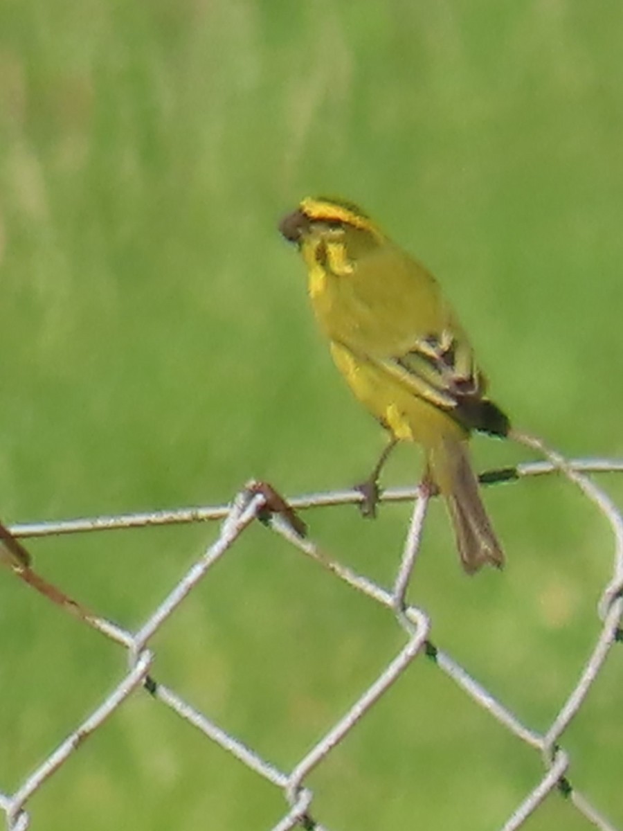 Yellow Canary - ML618195526