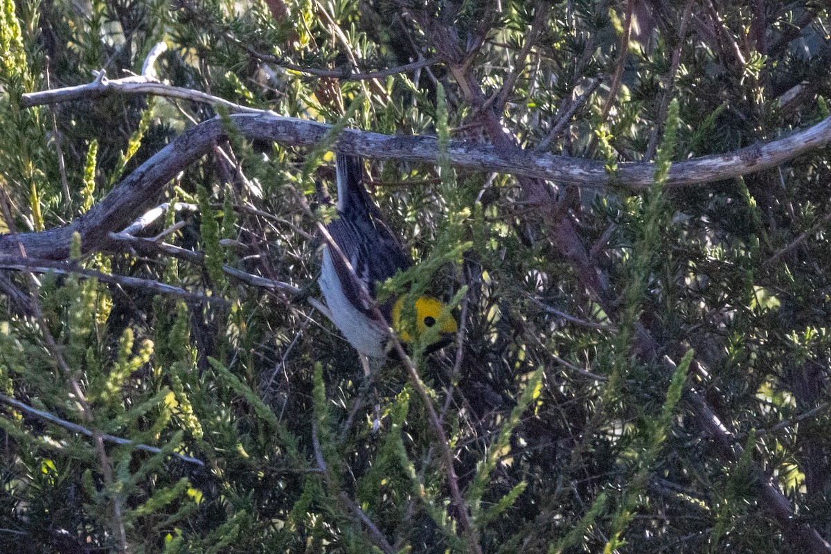 Hermit Warbler - Russell Campbell