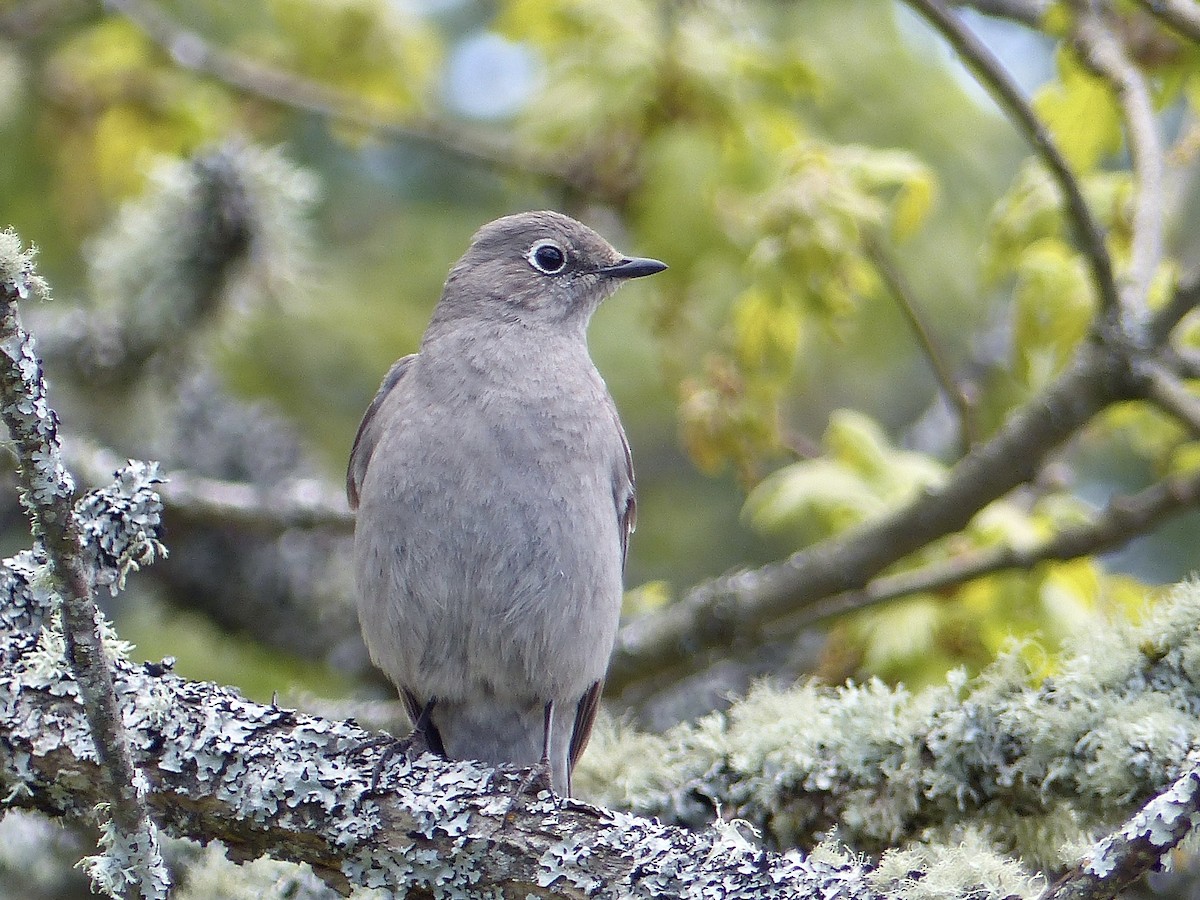 Townsend's Solitaire - Mike McGrenere