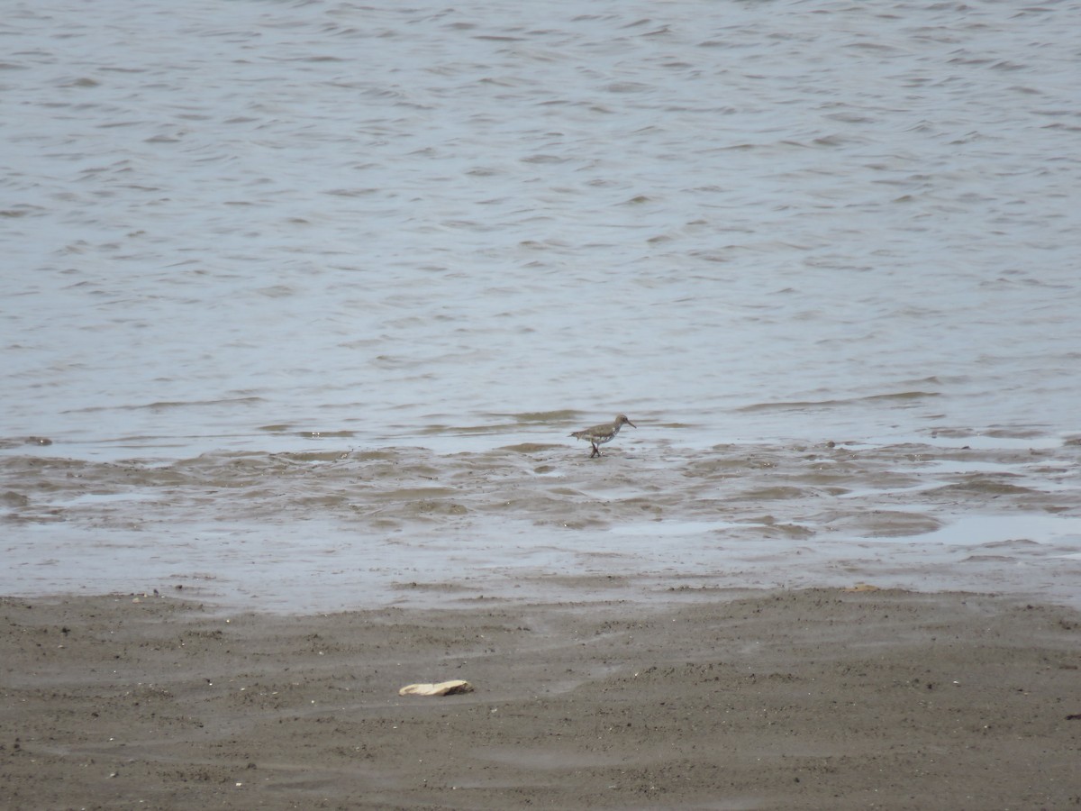 Spotted Sandpiper - Bob Ortmeyer